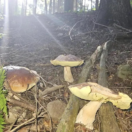 Watra Uslugi Agroturystyki Przysietnica (Lesser Poland)